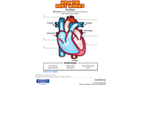 The Heart worksheet