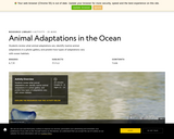 Animal Adaptations in the Ocean