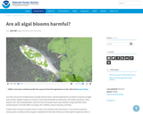 Are all algal blooms harmful?