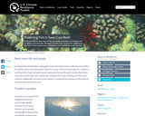 Protecting Fish to Save Coral Reefs