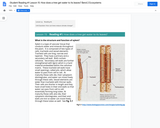 Unit 3, Lesson 15: -Student Reading #1: How does a tree get water to its leaves?