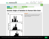 Genetic Origin of Variation in Human Skin Color