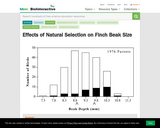 Effects of Natural Selection on Finch Beak Size
