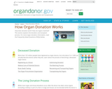 Organ Donation:  The Process