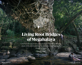 Living Root Bridges of Megahalaya
