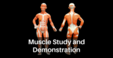Muscular System Study and Demonstration