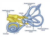 Video: 2-Minute Neuroscience: Vestibular System