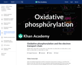Oxidative phosphorylation and the electron transport chain