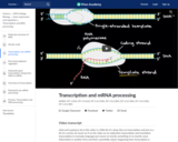 Transcription and mRNA processing