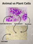 Animal vs Plant Cells Example