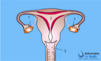 Female organs 1