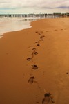 Footprints on the Beach