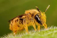 bee in pollen