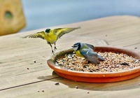 birds-gather-for-seeds