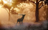 winter stag