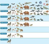 Visual of how taxonomy goes from broad groupings to very specific