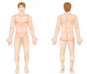 1.6 Body Regions (totally stripped)
