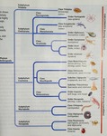 Arthropod Phylogeny