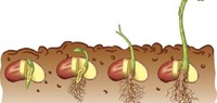 Seeds and Germination Example