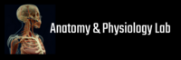 Anatomy & Physiology Lab 1080 x360