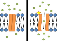 Chemically gated ion channel