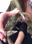 Dungeness Crab - juvenile