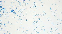 Micrograph Escherichia coli methylene blue 1000X