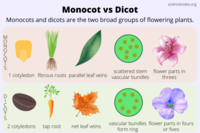 Monocot vs Dicot