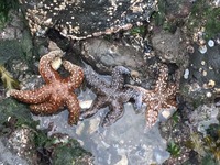 True stars in a tidepool