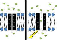 Voltage gated ion channel