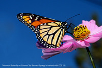 3b-1. butterfly image