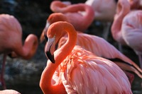 flamingo-7086655_1920