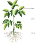 roots, stem, and leaves