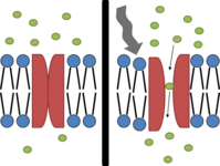 Mechanically gated ion channel