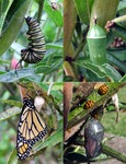 monarch4steps