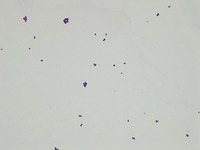 p000026 Mluteus agar Gram stain 1000x
