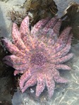 sunflower star