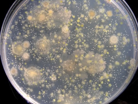 Bioscience Domains of Biotechnology Lesson 2 Unit 3 Y1