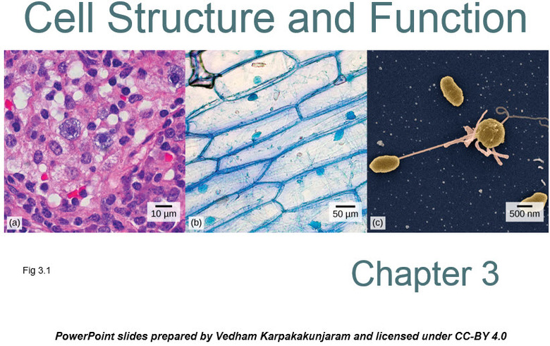 Chapter 3 - Cell Structure and Function
