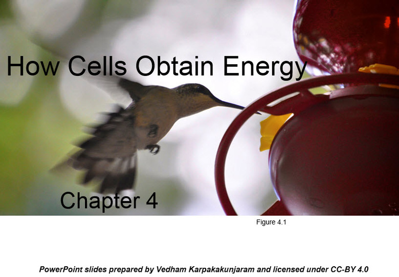 Chapter 4 - How Cells Obtain Energy