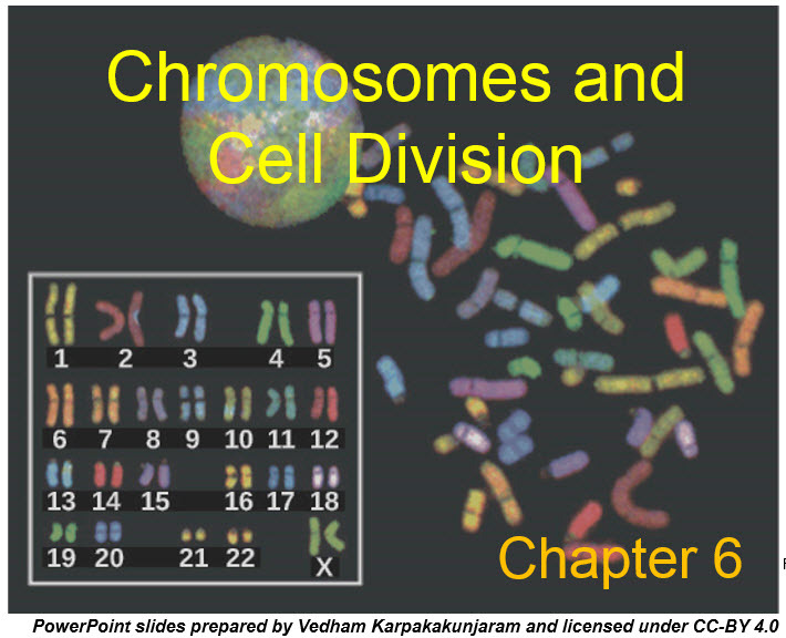 Chapter 6 - Chromosomes and Cell Division