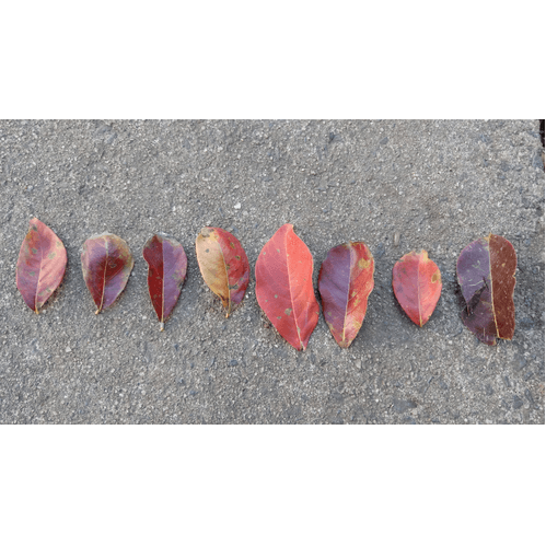 Organizing Leaf Characteristics -- Out Teach