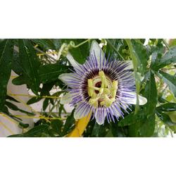 Cuento de Hadas en el Jardín