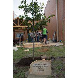 Human Impact on Trees -- Out Teach