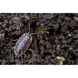 Interdependence in Ecosystems -- Out Teach