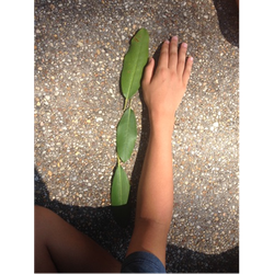 Measuring with Leaves -- Out Teach