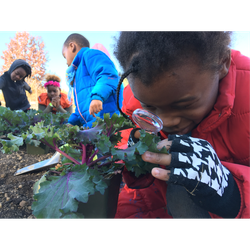 Plant Parts - Out Teach