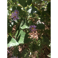 Sun and Water for Plants -- Out Teach