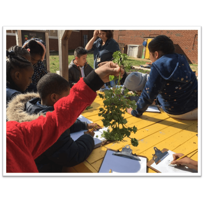 Measuring Plants -- Out Teach