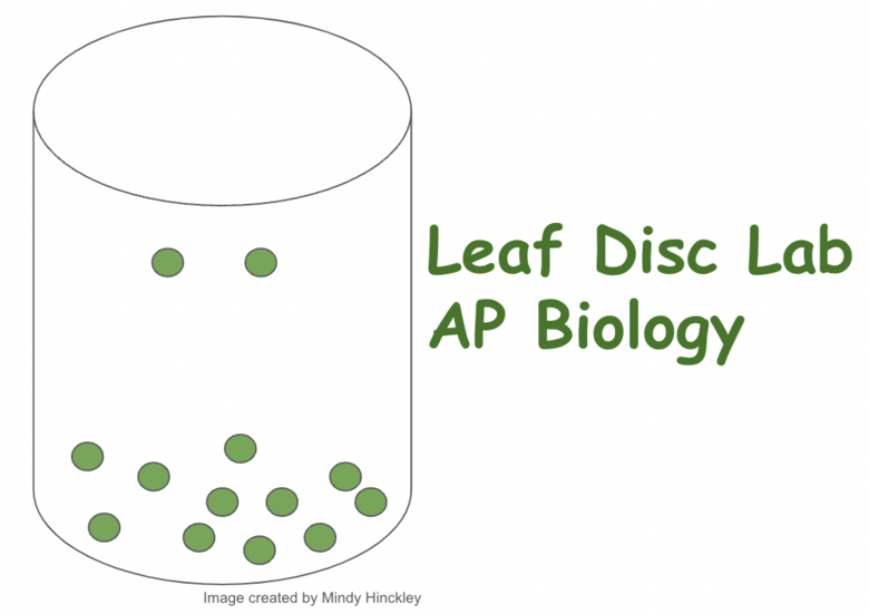 Photosynthesis Leaf Disc Lab